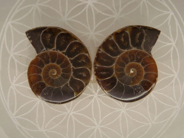 Ammonite – Image 2