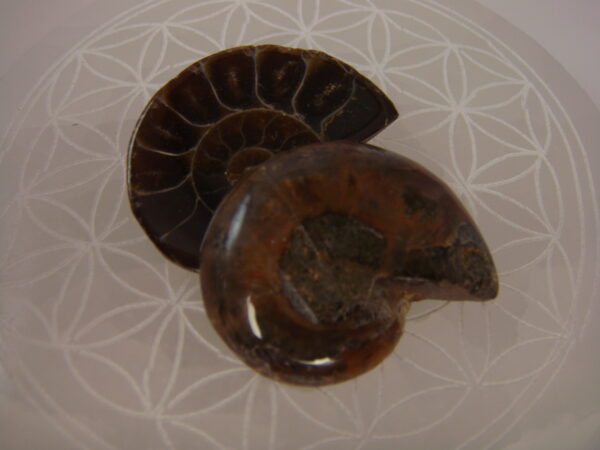 Ammonite – Image 4