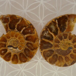 Ammonite