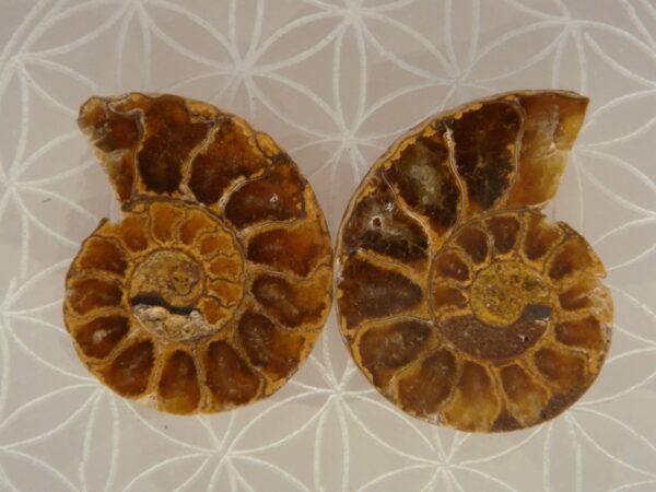 Ammonite