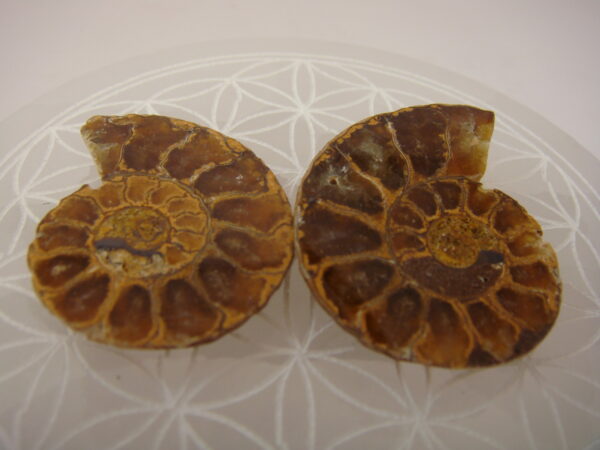 Ammonite – Image 6