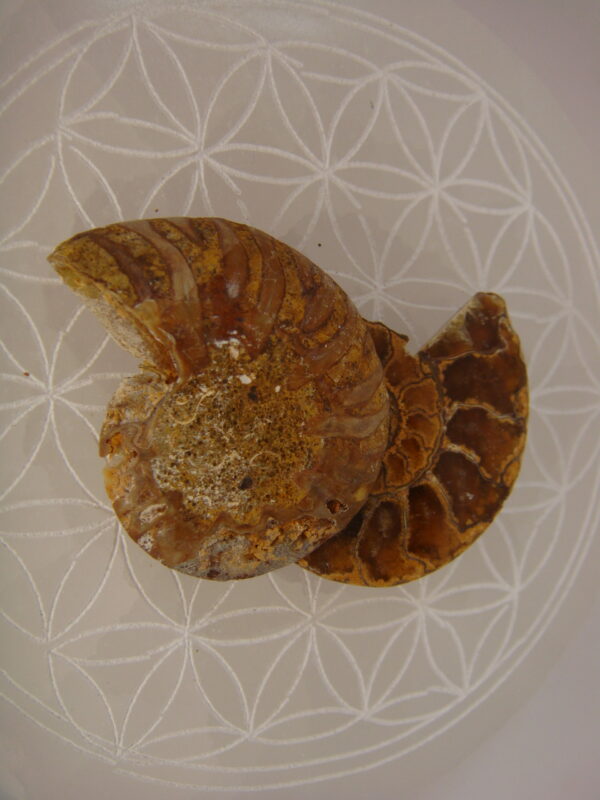 Ammonite – Image 7