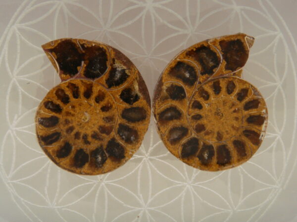 Ammonite – Image 8