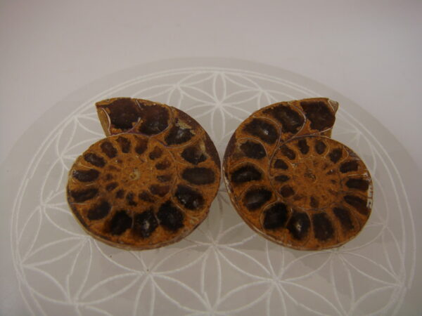Ammonite – Image 9