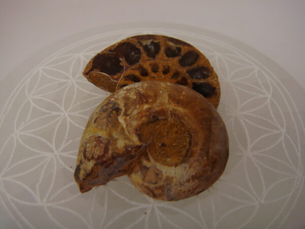 Ammonite – Image 10