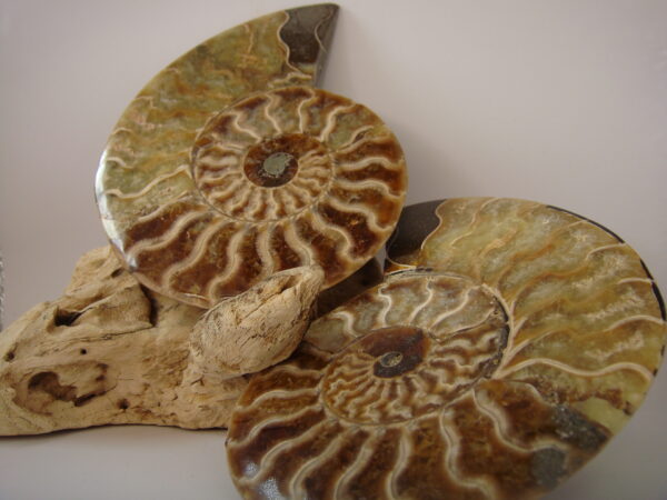 Ammonite – Image 2