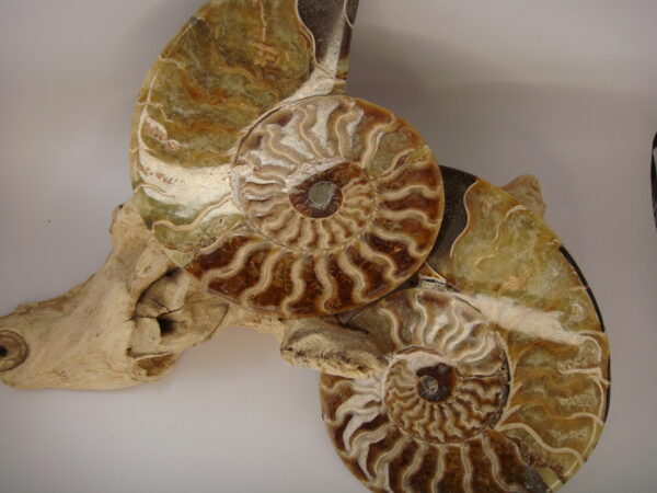 Ammonite – Image 7
