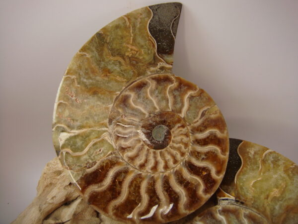 Ammonite – Image 3