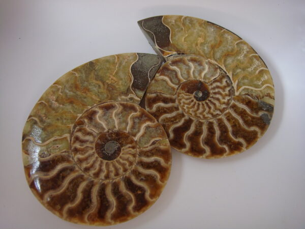 Ammonite – Image 4