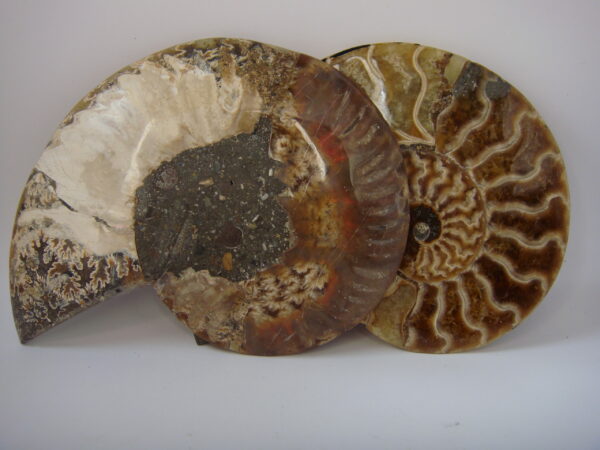Ammonite – Image 5