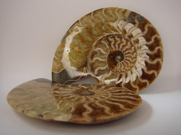 Ammonite – Image 8