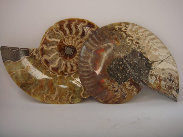 Ammonite – Image 6
