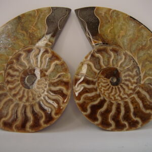 Ammonite
